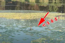 听说有人闹情绪要封竿？教你一招点穴式钓鲫鱼，还想封竿算我输！视频封面
