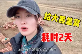 蒙古獒“大黑”看家护院14年，牧牧为它盖个小砖房，从此享受狗生视频封面