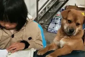 狗狗陪8岁女孩赶作业一脸生无可恋：经常一起玩，让狗一直陪着视频封面