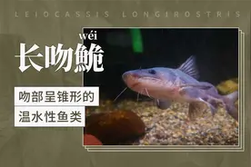 长吻鮠——吻部呈锥形的温水性鱼类