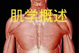 中国医科大学解剖学肌肉解剖之第1集（肌肉总论）视频封面