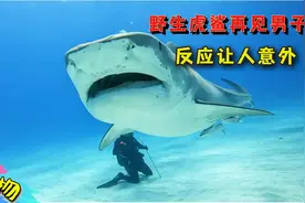 虎鲨把男子当朋友，分开一年后再见，一眼就认出了对方视频封面