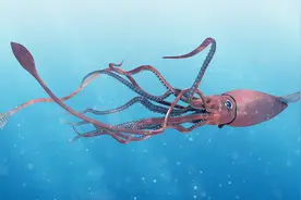 全球最大的乌贼：重400公斤寿命450天，唯一天敌是鲸鱼！