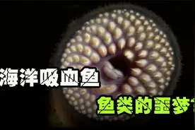 比恐龙还早2亿年的“僵尸鱼”，满口都是大黄牙， 最爱吸血吃肉视频封面
