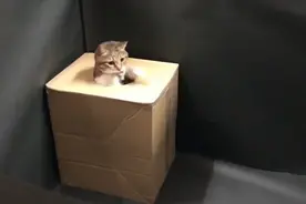 猫咪钻入纸箱后，瞬间被转移到其他地方，钻出来的反应真搞笑