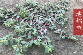 奶浆草，一种通乳下奶的植物，农村很常见，别再当草拔掉了