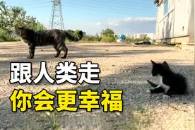 为了孩子不再流浪，猫妈妈主动把小猫送给人类，离开时它满眼不舍视频封面
