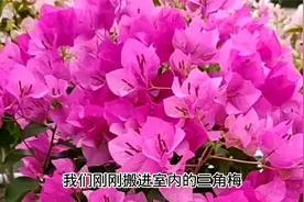 三角梅冬天室内养殖容易黄叶落叶？这样做可让三角梅安全越冬！