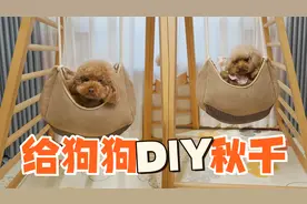 哪来的神仙铲屎官？居然给狗狗diy秋千，小泰迪开心坏了！视频封面