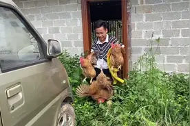 韦庆达改编《童年》说好给抓一只鸡，结果下手狠了抓多了几只视频封面