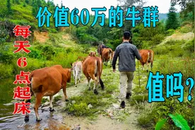 价值60万的牛群，每天早上6点起床放牛，你觉得值吗？视频封面