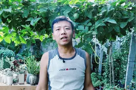 北方也可以栽种百香果，养了2年，只用一种肥，单次挂果一百多个视频封面