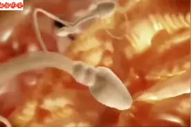 3D动画，给你讲述从精卵结合至胎儿形成全过程，感受生命奇妙！