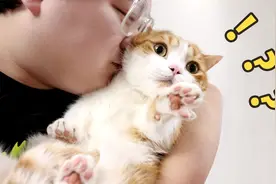 学了网上3个逗猫技巧，我的猫直接离家出走......视频封面