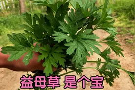 为啥女人都喜欢益母草？原来煮水价值这么高，遇见别错过了视频封面