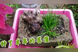 破砖头加烂树根做的菖蒲盆景，养了半年多，看看怎么样了？视频封面