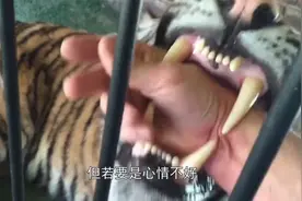 作死男子将手伸进老虎嘴里，会怎么样？谁料差点就“血溅”当场！视频封面