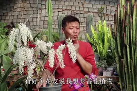 盆栽紫藤开花不见叶，香味飘满棚，养它有2个“错误”，新手避开视频封面