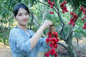 福建莆田最大荔枝带，千亩荔林包围高楼，吃一颗更是甜到心坎里视频封面