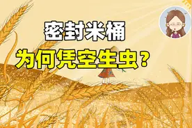 为什么大米本没有虫，放入密封米桶里还是会生虫？如何防治？视频封面