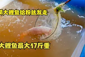 捞大鲤鱼给粉丝发走，黄河大鲤鱼最大17斤重，比大腿还粗视频封面