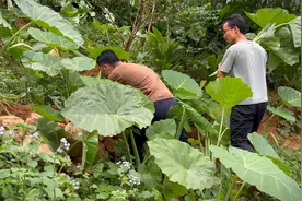鲜芋蒙不懂怎么吃？看看广西农村的做法，怕你从此会爱上！