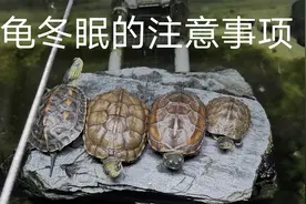天气逐渐变冷，龟为什么要冬眠你知道嘛，龟冬眠有哪些条件视频封面