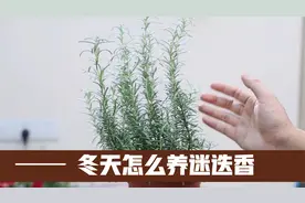 园艺师教你，冬天迷迭香怎么养，避免黑叶死苗，平安度过冬天视频封面