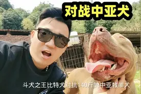 巨型比特犬对抗140斤中亚，刚一见面就被撂倒