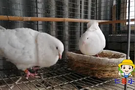 二斤的元宝鸽是笼养好，还是放养好？如何养殖，你是如何选择的？视频封面