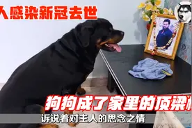一只狗究竟有多忠诚，主人新冠去世后，狗狗帮助照顾小主人，泪目视频封面