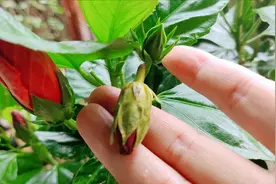 朱槿掉花苞，我认为是这个原因，你觉得对不对视频封面
