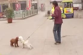 太原养犬新规严格 违规将重罚或没收视频封面