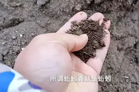 蚯蚓粪能养花吗？为什么不能把蚯蚓放进花盆？其实这里面有原因视频封面
