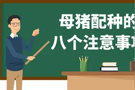 母猪配种时，有8个注意事项，按操作，窝产13头以上不是问题视频封面