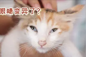 流浪猫眼睛感染发炎，后果严重会导致失明，最后居然几块钱解决了视频封面