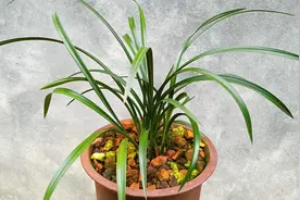 组培的兰花不适合新手养？听听18年养兰老手咋说，新手必看！视频封面