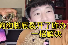 狗狗脚底裂开了咋办？一步解决！视频封面