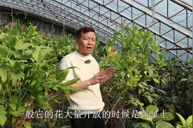 柠檬只开花不坐果？不仅要“授粉”，还要选对时间，才能硕果累累视频封面