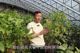 柠檬只开花不坐果？不仅要“授粉”，还要选对时间，才能硕果累累视频封面