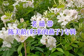 老 磁 带
陈美龄《归来的燕子》专辑视频封面