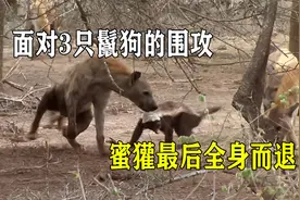 面对3只鬣狗的围攻，蜜獾最后全身而退，蜜獾实力真有这么强？视频封面