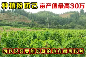 种植粉防己一亩地投资6000元，三年后有这个产值，大家觉得怎么样视频封面