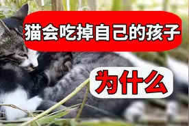 猫为什么会吃掉自己的孩子？原因让人痛惜不已！