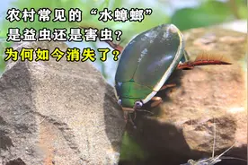 农村常见的“水蟑螂”，1公斤能卖290元，它到底是益虫还是害虫？