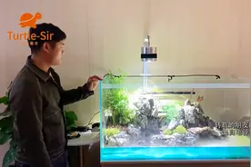 黄缘龟仿原生态环境龟缸终于成型，看看布局思路「龟谷鳖老」视频封面