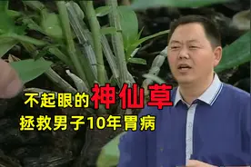 不起眼的神仙草，竟能拯救男子10年胃病视频封面