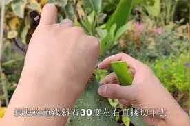 仙人掌能嫁接蟹爪兰，嫁接昙花也很棒，1米高的仙人掌这样嫁接视频封面