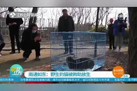 国家二级保护动物来“做客”！豹猫误入农家园林，经过救助后放生视频封面