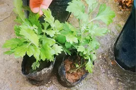 扦插成活的菊花苗，把几个方面做好，可以快速长大分枝更多视频封面